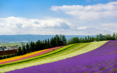 Experience Unparalleled Comfort and Luxury in Furano